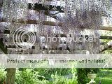 Blüten