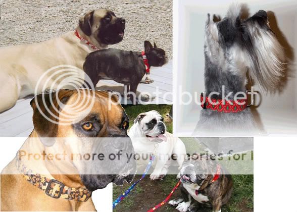 Collars and Leashes From Boutique Fancy Fluff BFF Matching Headbands, belts for adults, children and baby