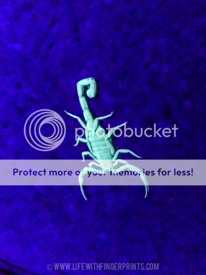 Life with Fingerprints-2361 photo LifewithFingerprints-2361.jpg